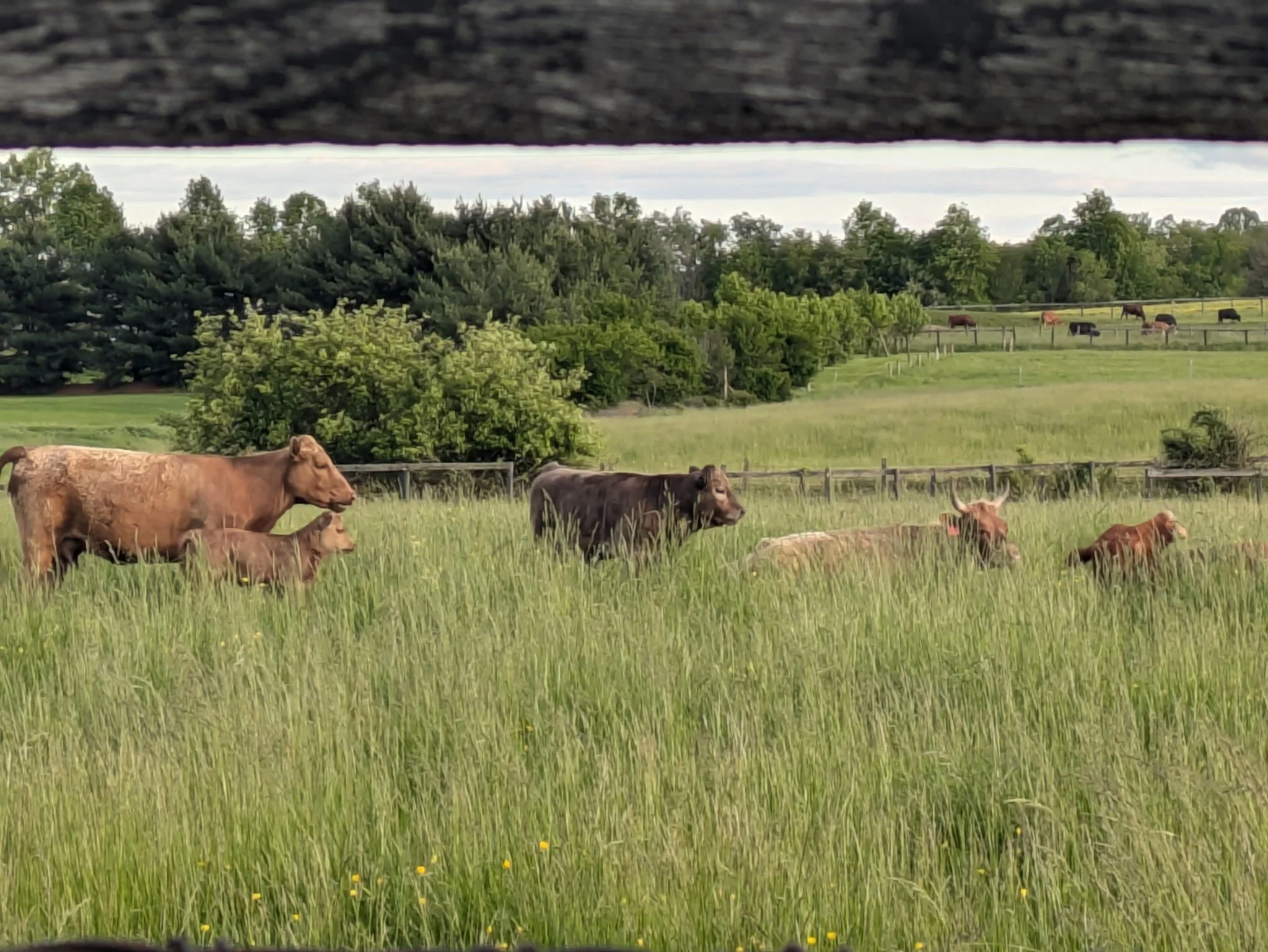 Cattle grazing on the pasture at Providence Pastures
